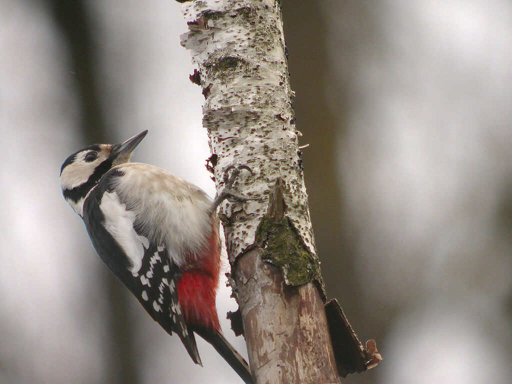 Great Spotted Woodpecker