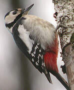 Great Spotted Woodpecker