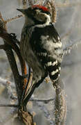 Lesser Spotted Woodpecker