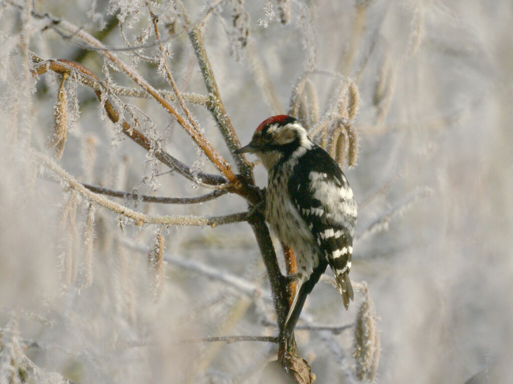 Lesser Spotted Woodpecker