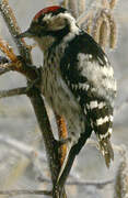 Lesser Spotted Woodpecker