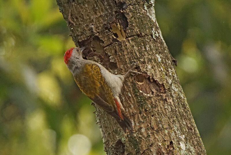 African Grey Woodpecker