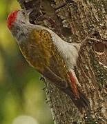 African Grey Woodpecker