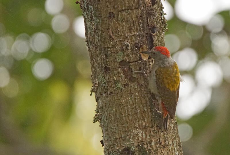 African Grey Woodpecker