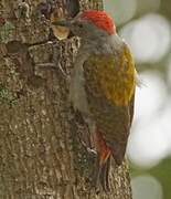 African Grey Woodpecker