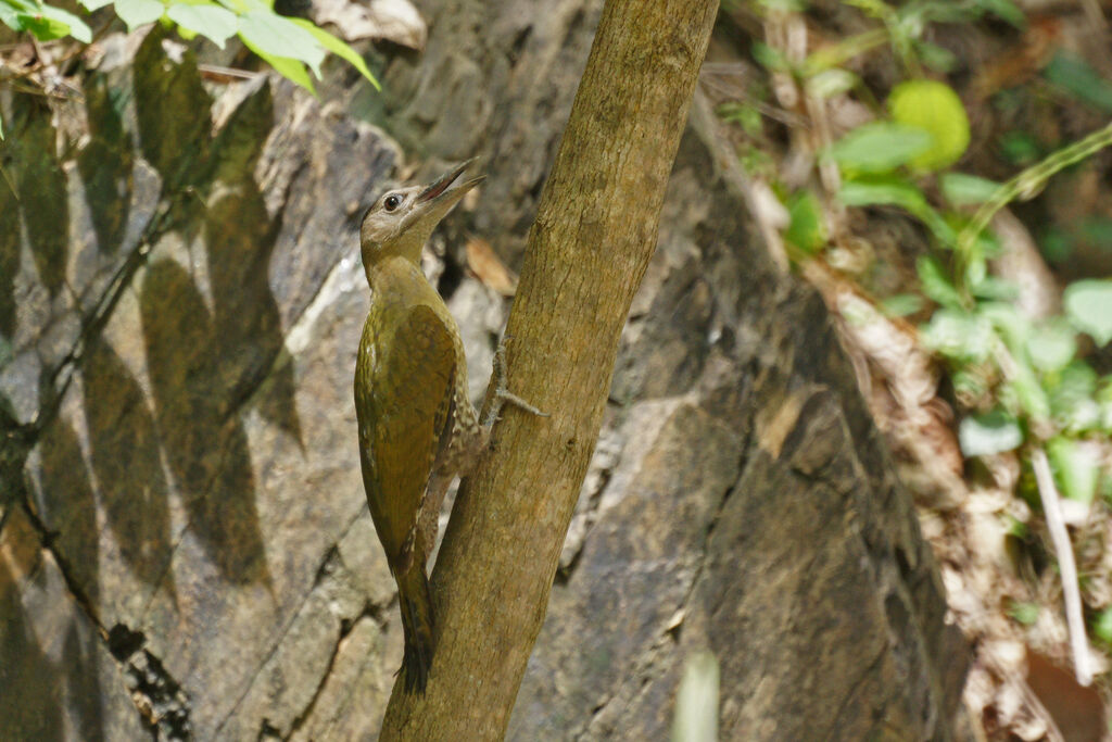 Laced Woodpecker