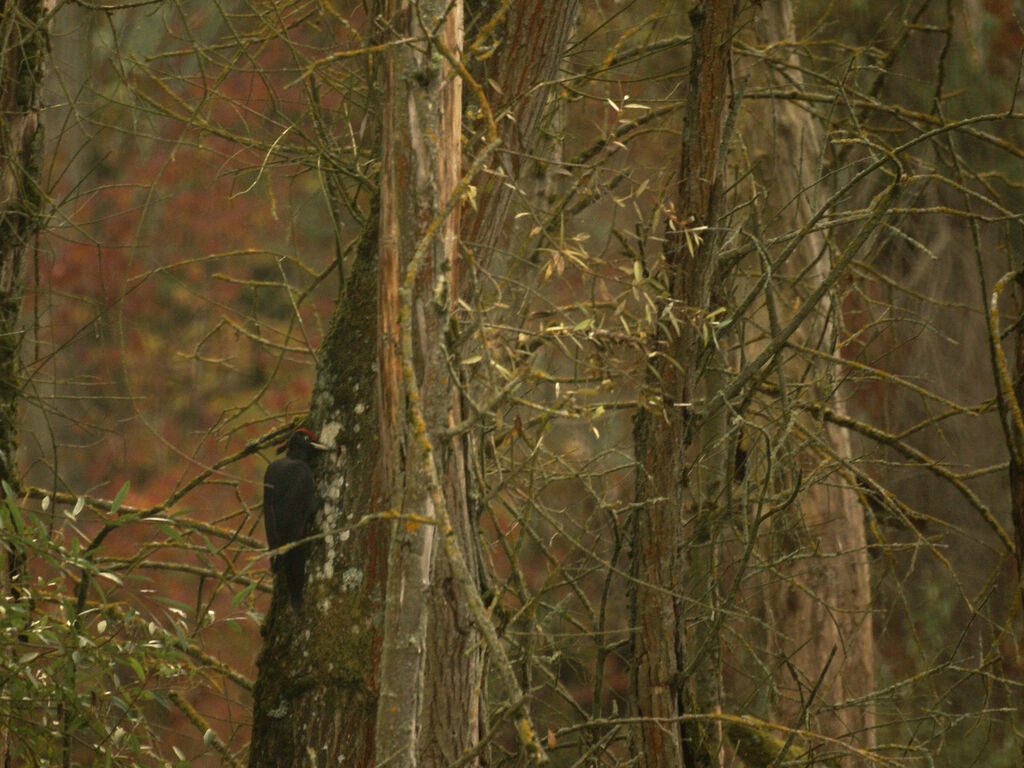 Black Woodpecker