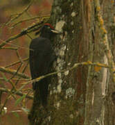 Black Woodpecker