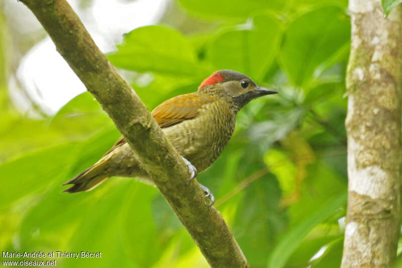 Golden-olive Woodpecker female adult, identification