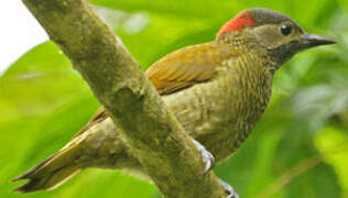 Golden-olive Woodpecker