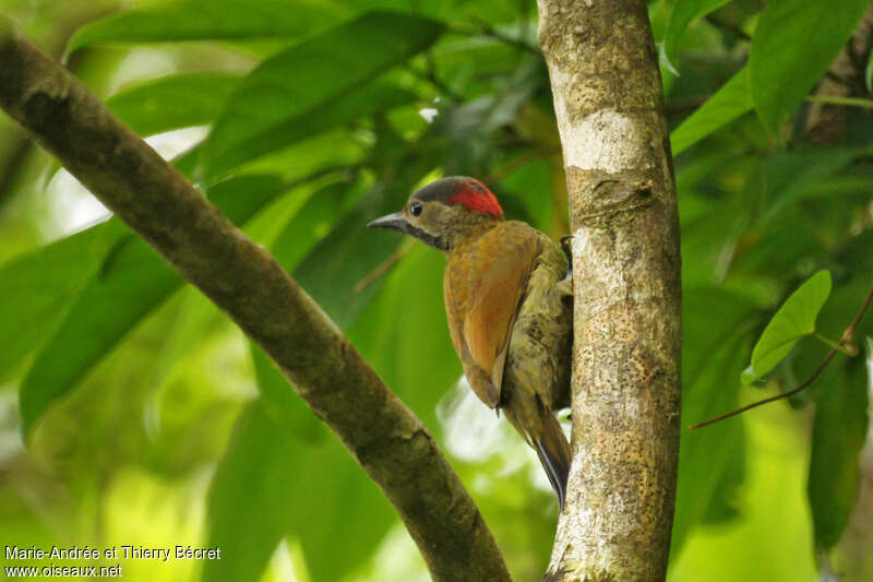 Golden-olive Woodpecker female adult, Behaviour