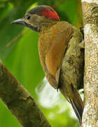 Golden-olive Woodpecker