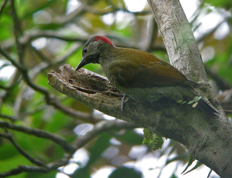 Golden-olive Woodpecker