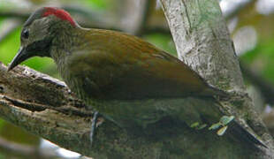 Golden-olive Woodpecker