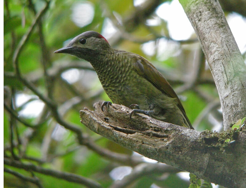 Golden-olive Woodpecker female adult, identification