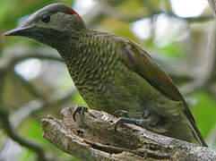 Golden-olive Woodpecker