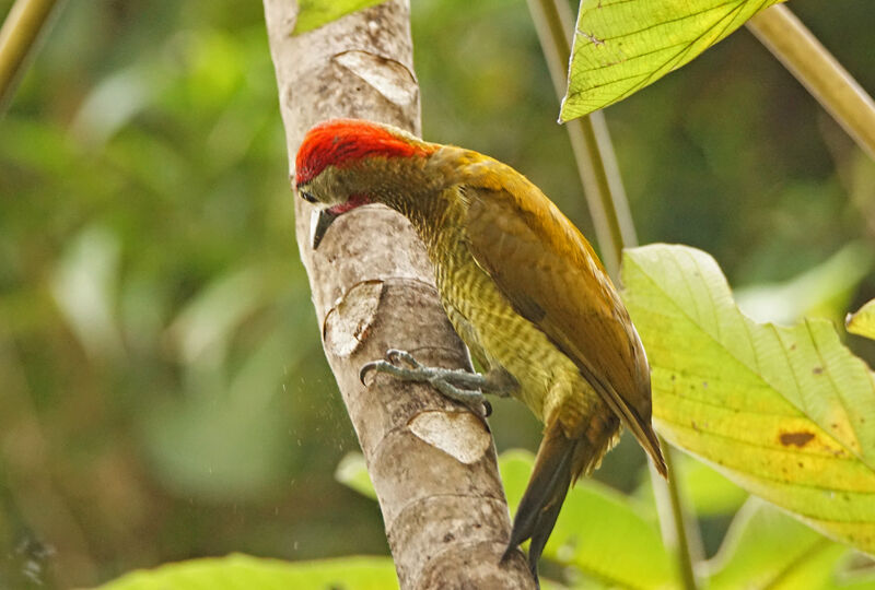 Golden-olive Woodpecker