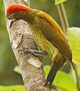 Golden-olive Woodpecker