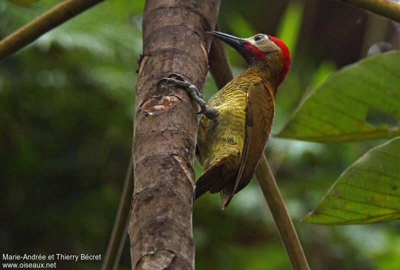 Golden-olive Woodpecker male adult, feeding habits