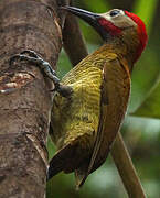 Golden-olive Woodpecker