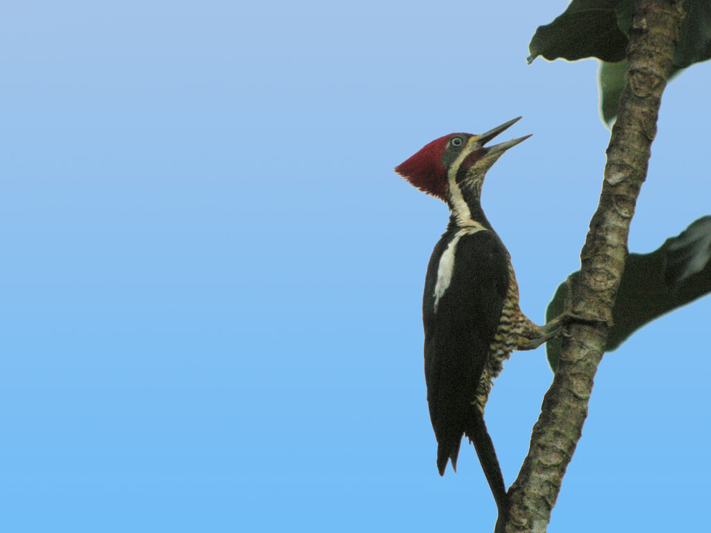 Lineated Woodpecker