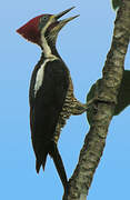 Lineated Woodpecker