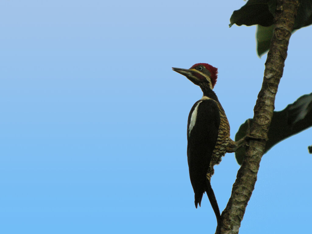 Lineated Woodpecker