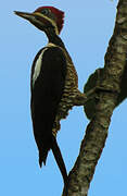 Lineated Woodpecker