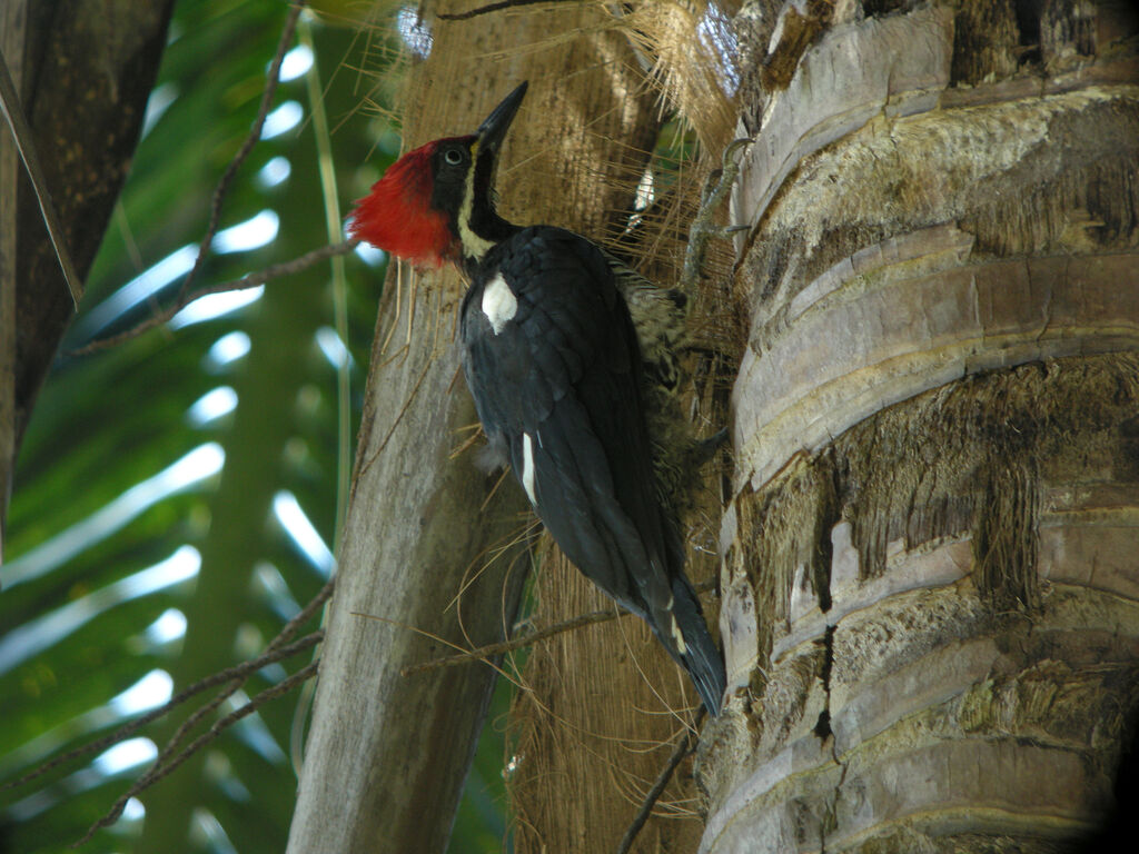 Lineated Woodpecker