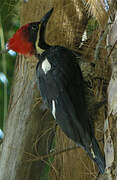 Lineated Woodpecker