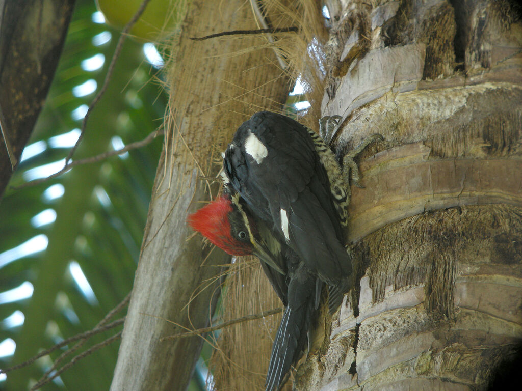 Lineated Woodpecker