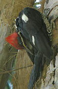 Lineated Woodpecker