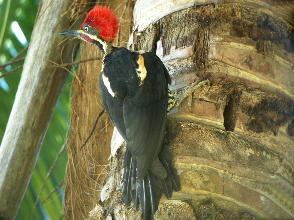 Lineated Woodpecker