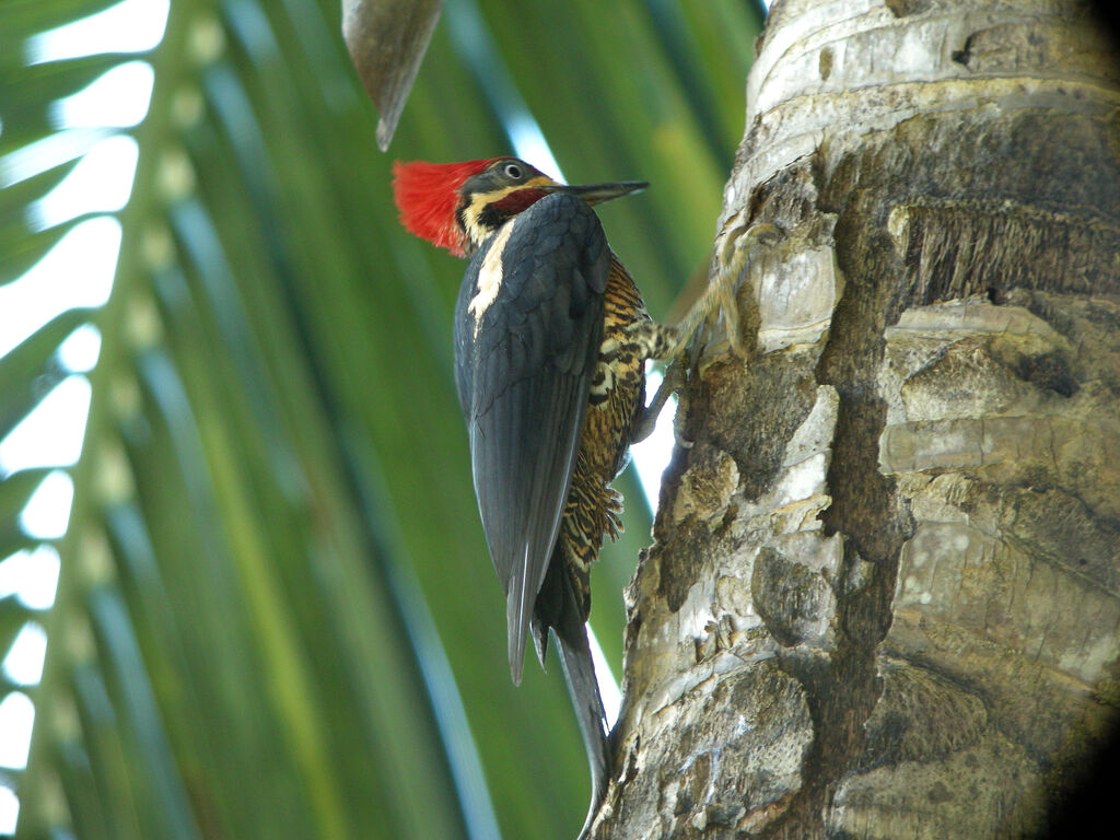 Lineated Woodpecker