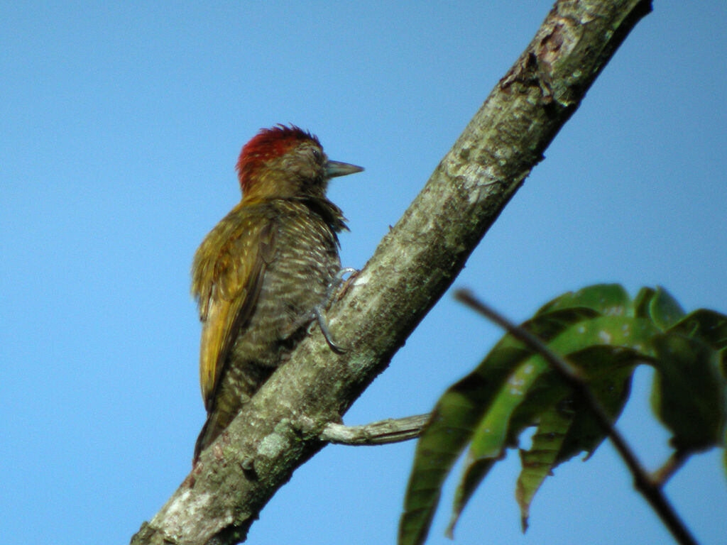 Little Woodpecker