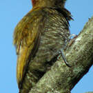 Pic passerin