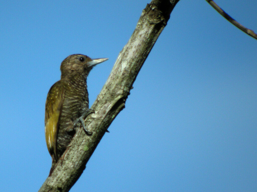 Little Woodpecker female