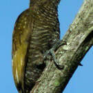 Pic passerin
