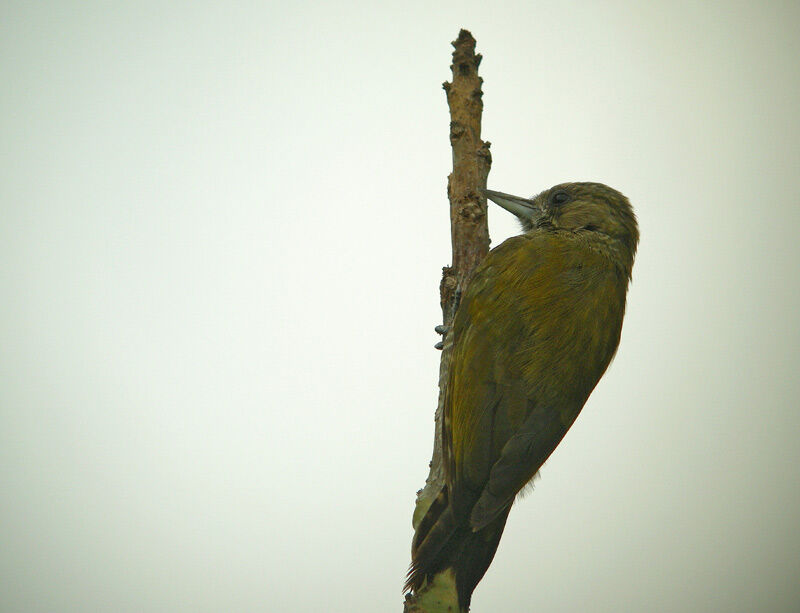 Little Woodpecker