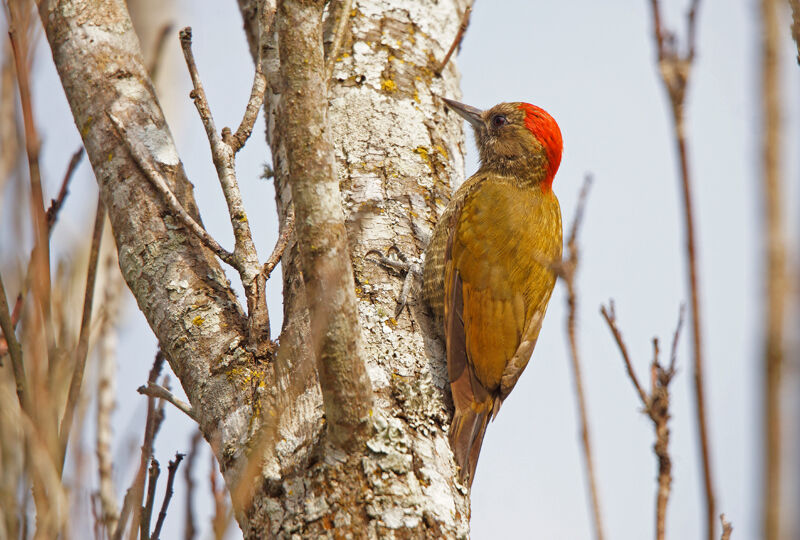 Little Woodpecker