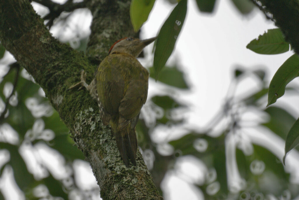 Streak-throated Woodpecker