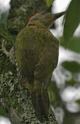 Streak-throated Woodpecker