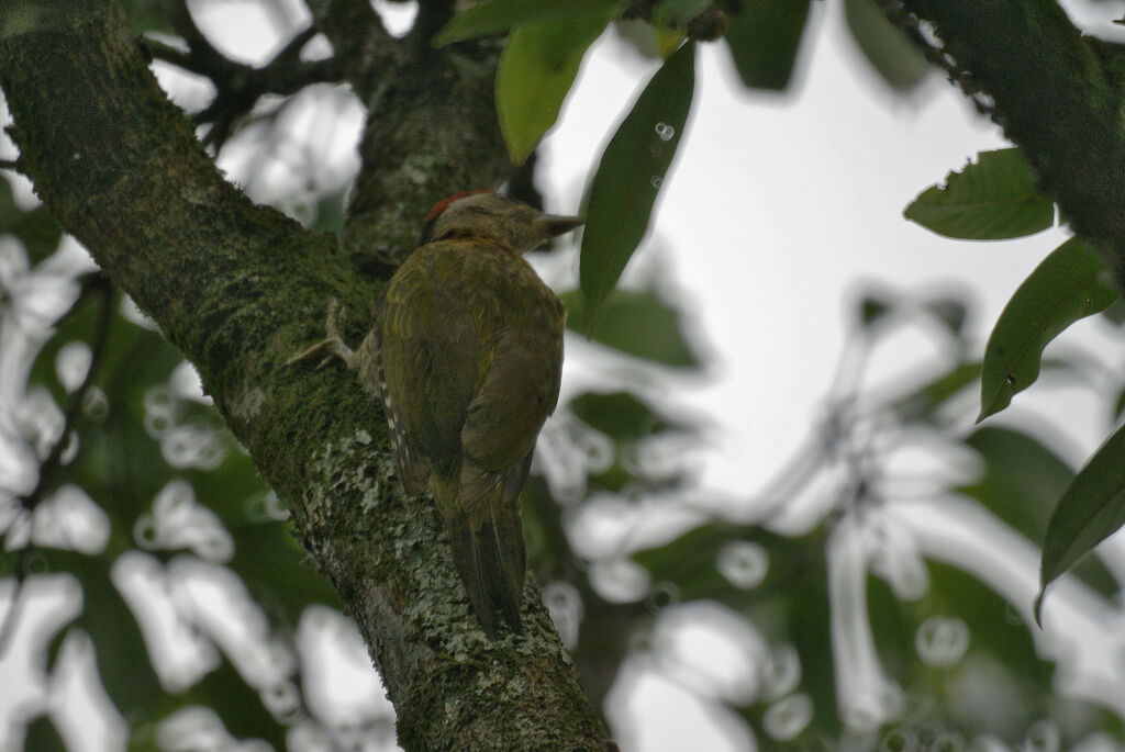 Streak-throated Woodpecker