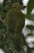 Streak-throated Woodpecker