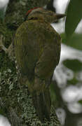 Streak-throated Woodpecker