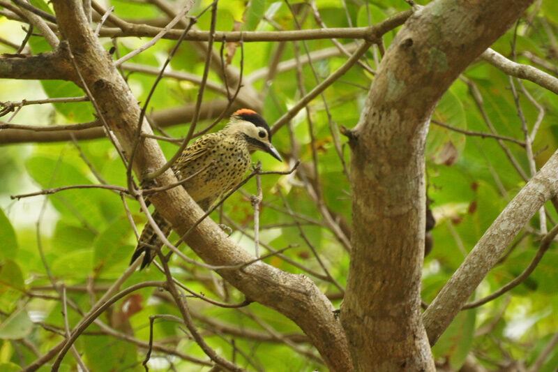 Green-barred Woodpecker