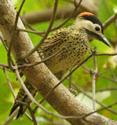 Green-barred Woodpecker