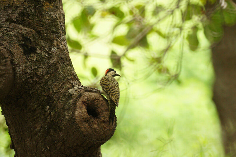 Green-barred Woodpecker