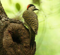 Green-barred Woodpecker