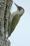 European Green Woodpecker